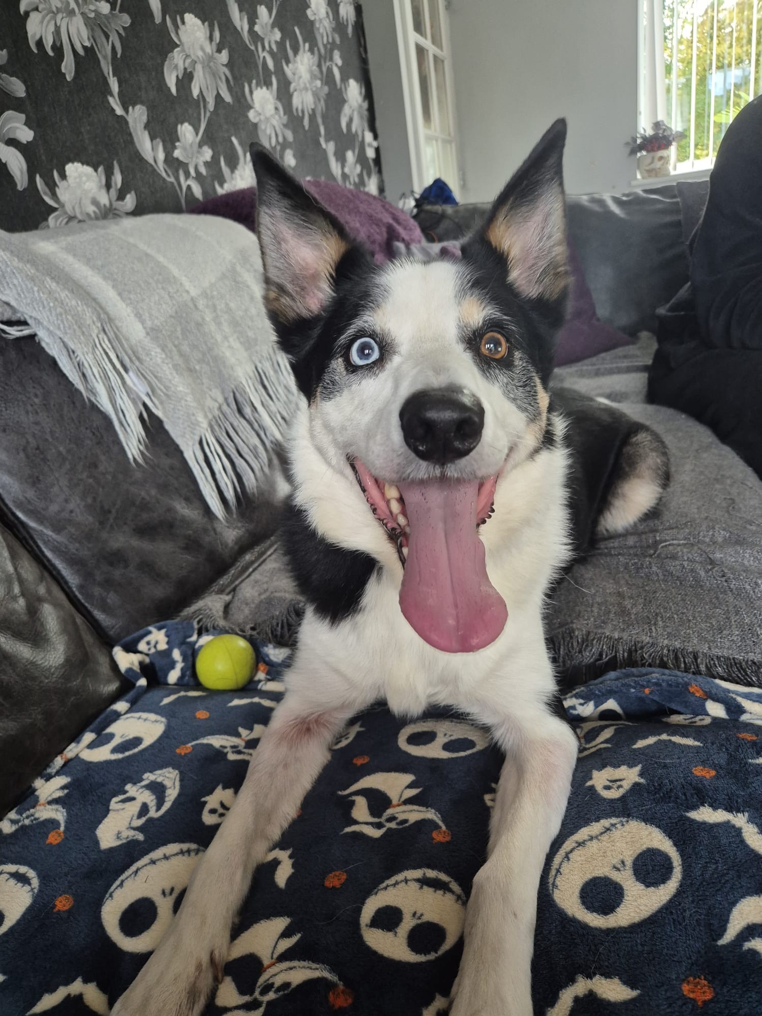 Happy dog 6
